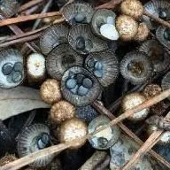 thumbnail for publication: Bird's Nest Fungi: Charismatic Mushrooms in Your Garden